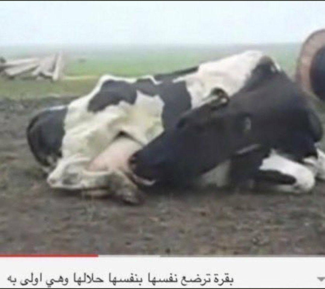 Rusul Hussein tweet media