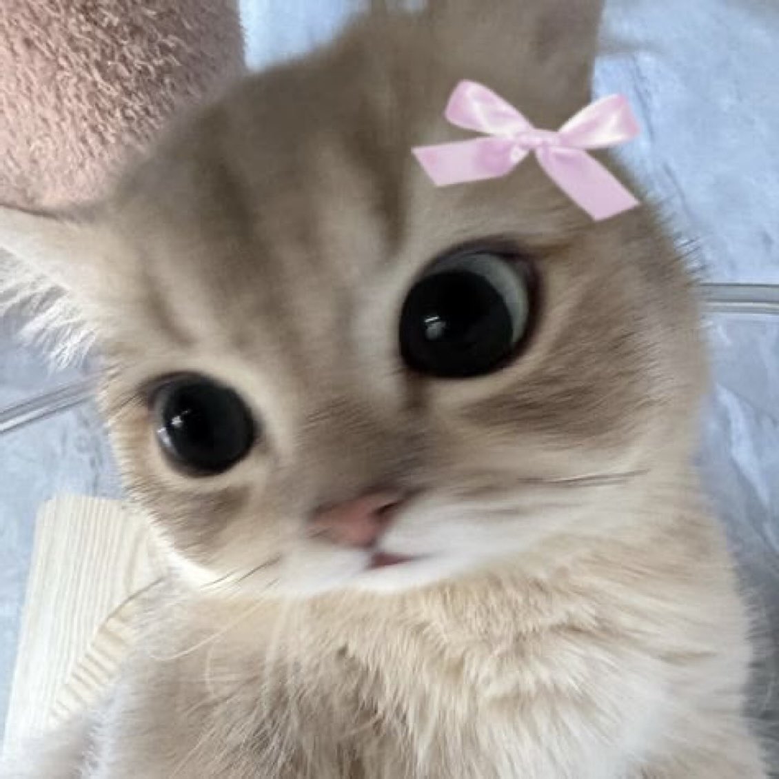 𐙚nyaaa tweet media
