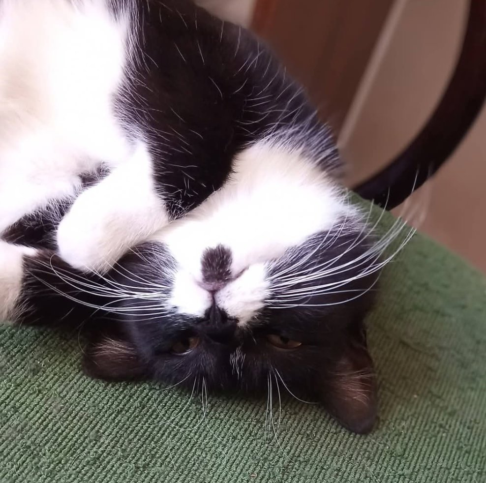 Berthold Swartz🇺🇦🇮🇱🇵🇱🇬🇧🇺🇲🇯🇵 tweet media
