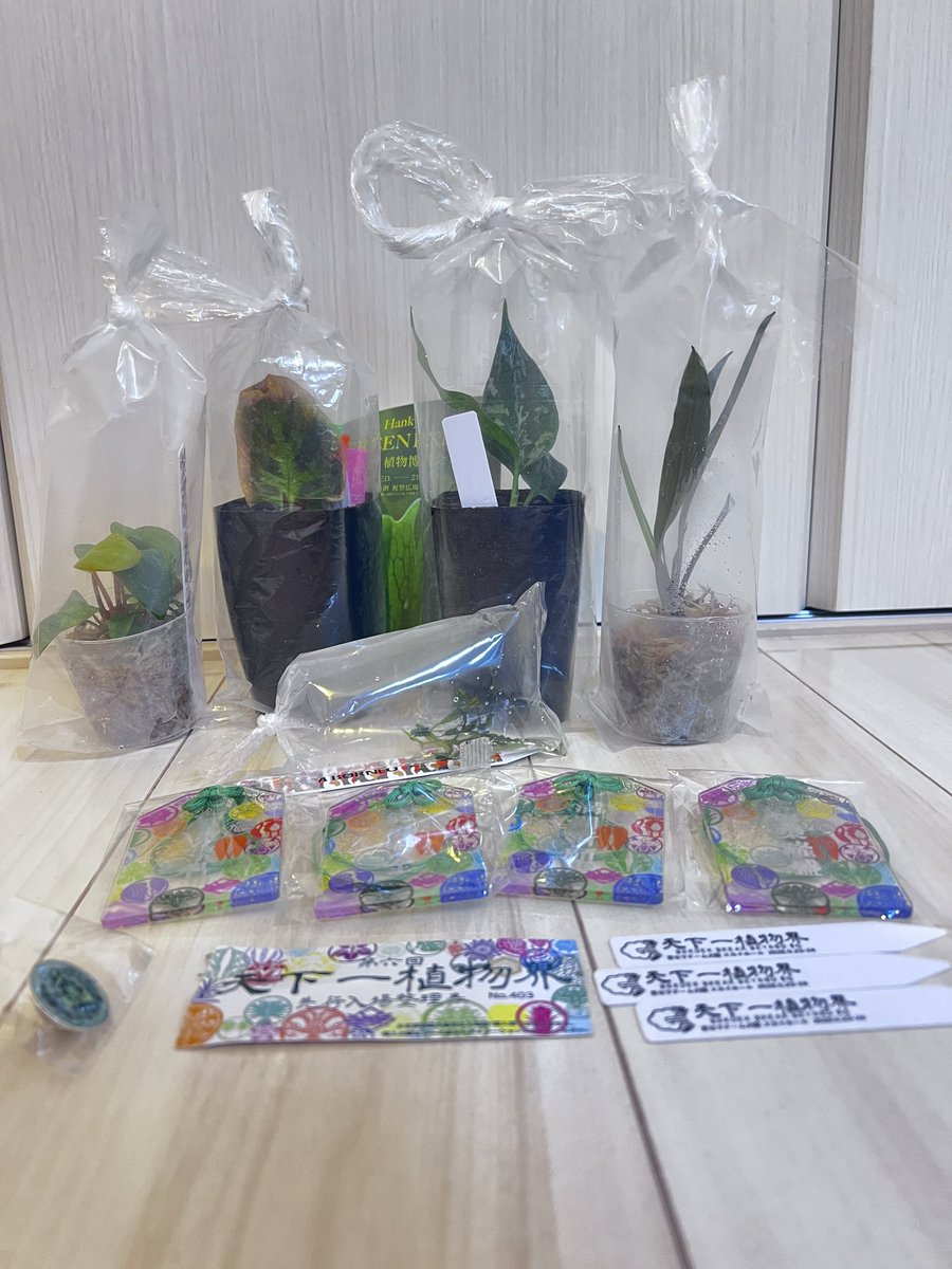 koken3232's tweet photo. 金曜日の夕方からのお祭りが終わってしまいました…
明日から現実に

この度も楽しい時間をありがとうございましたm(_ _)m

#天下一植物界2026 https://t.co/ARiqCn7fO0
