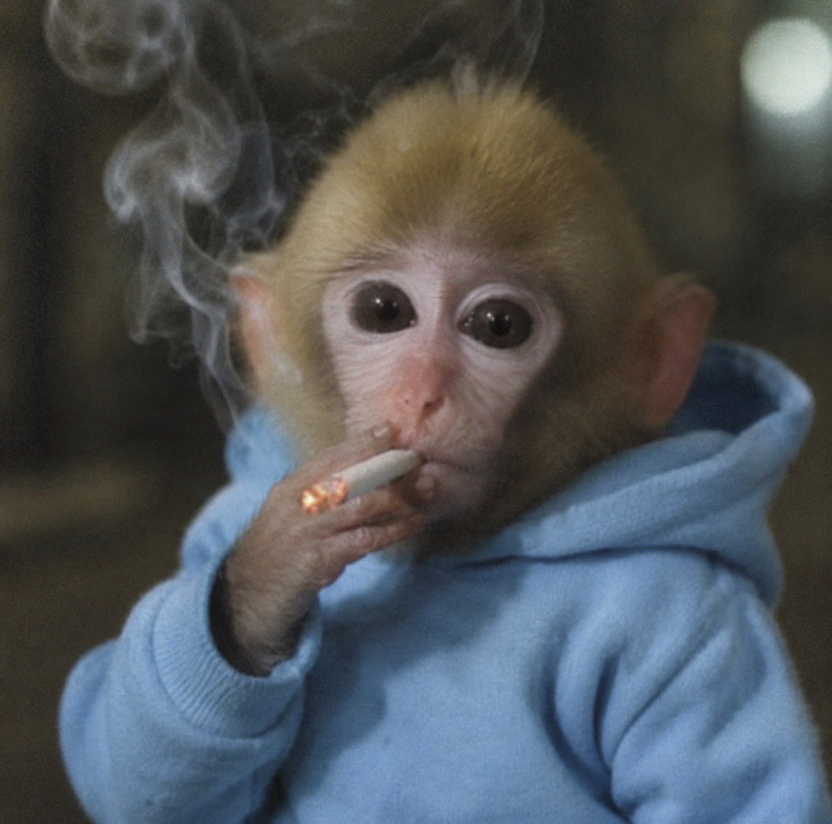 monke tweet media