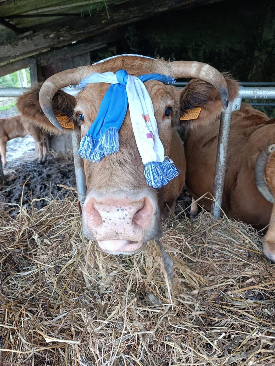 GALICIANGOLES's tweet photo. Ata as vacas de Pontedeume hoxe co @RCDeportivo ‼️🤣 https://t.co/t3xQr0naRH