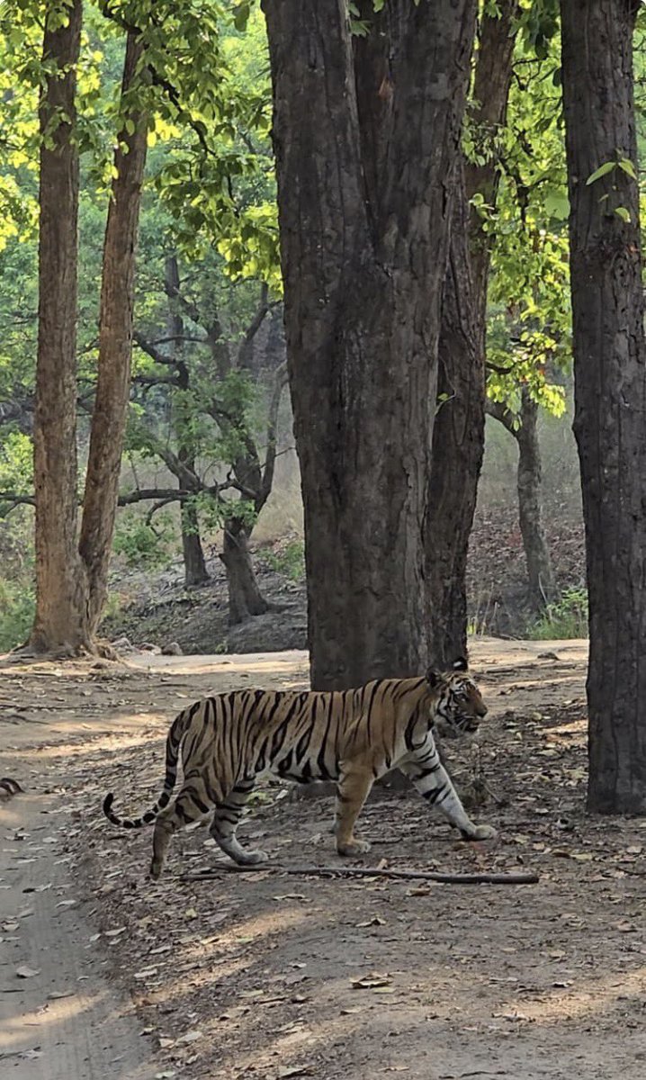 gaurravbhrdwj's tweet photo. We often go to the jungle, and our only purpose is to see the tiger there.
But if our objective shifts from just seeing a tiger to experiencing the beauty of nature in a peaceful environment, then we will truly fall in love with this nature. And only then will we be able to do something good for it.
In this photo, this is “RAA” tigress who rules over a very small portion of the beautiful Bandhavgarh jungle. However, the jungle behind her is what makes this tigress look so beautiful.
If you understood what I’m trying to say, great! And if not, feel free to comment. I’ll explain it to you. #tigerinwild #forestconservation #enviornmentattraction #meettosoul #bigcatprotection
