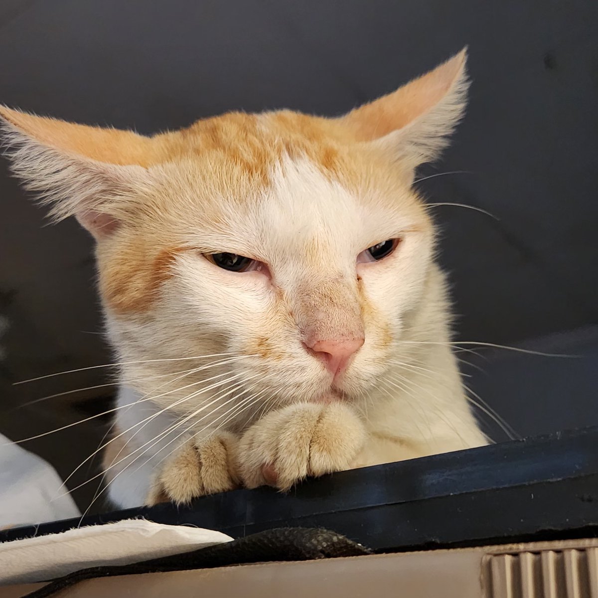 pucii🐈‍⬛ ia tweet media