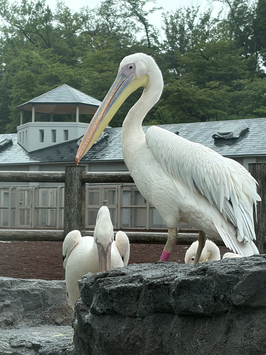 先日動物園に行ってきた！ 雨降ってたからほぼ貸切状態 みいちゃんが