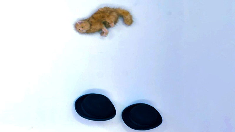 _plus_852's tweet photo. le chat est boing boing https://t.co/JkdT17FOrq