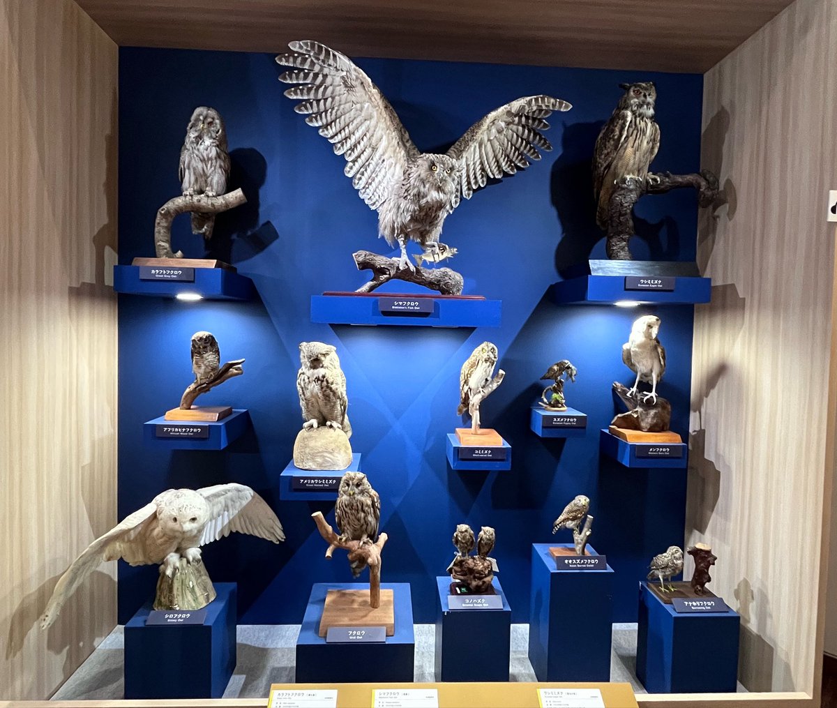 Cyuncyun611's tweet photo. 鳥展へ🐦 学びが沢山で時間が足りず。趾の構造の違いを今度観察してみよう。ぬまざかワタリさんの漫画面白くて分かりやすくて鳥初心者も楽しめました。野生のパフィンにもいつか会ってみたい✨
#鳥展 https://t.co/UPcmb6E6Iz