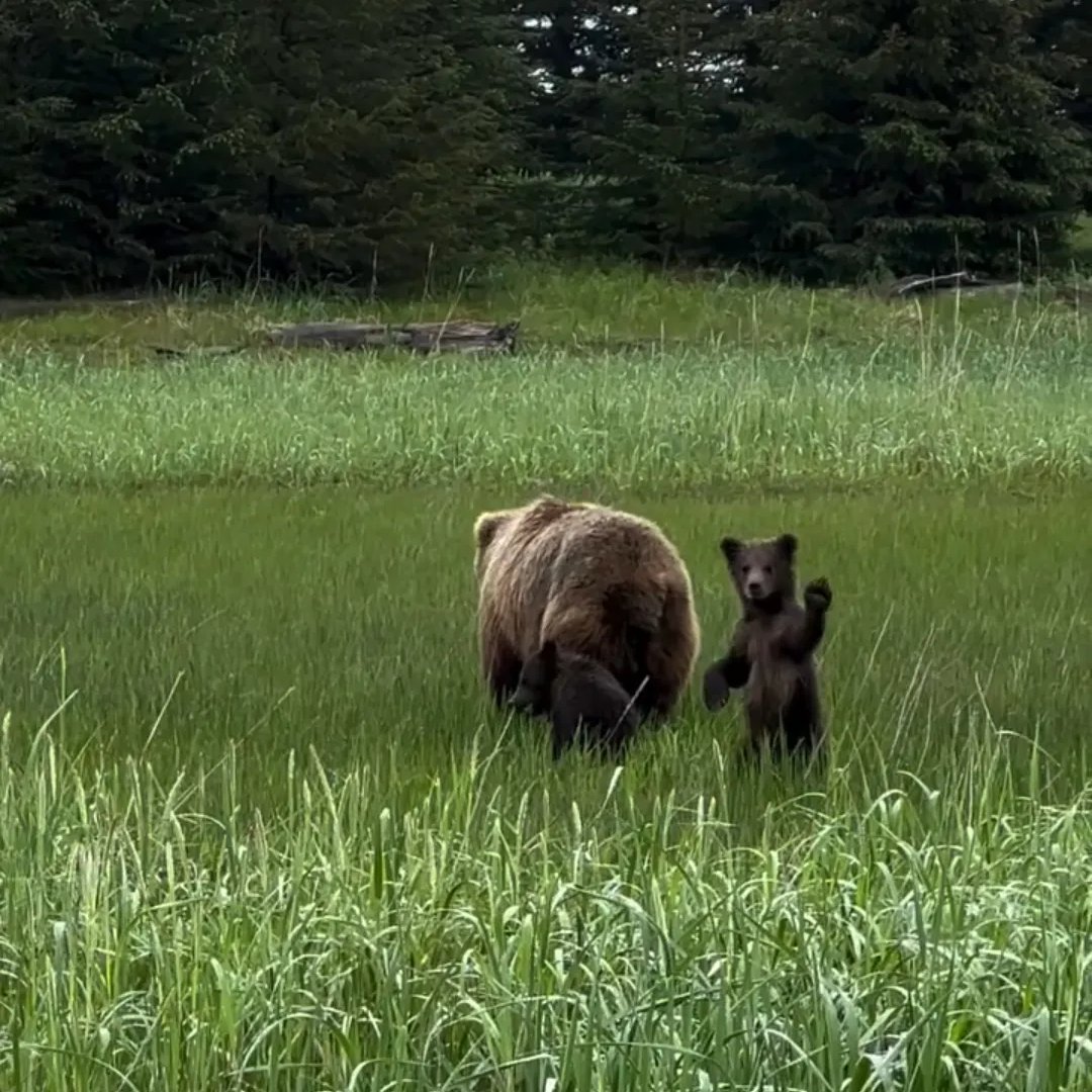 artindetails's tweet photo. baby bear waving is the cutest thing https://t.co/fzZsO14fLq