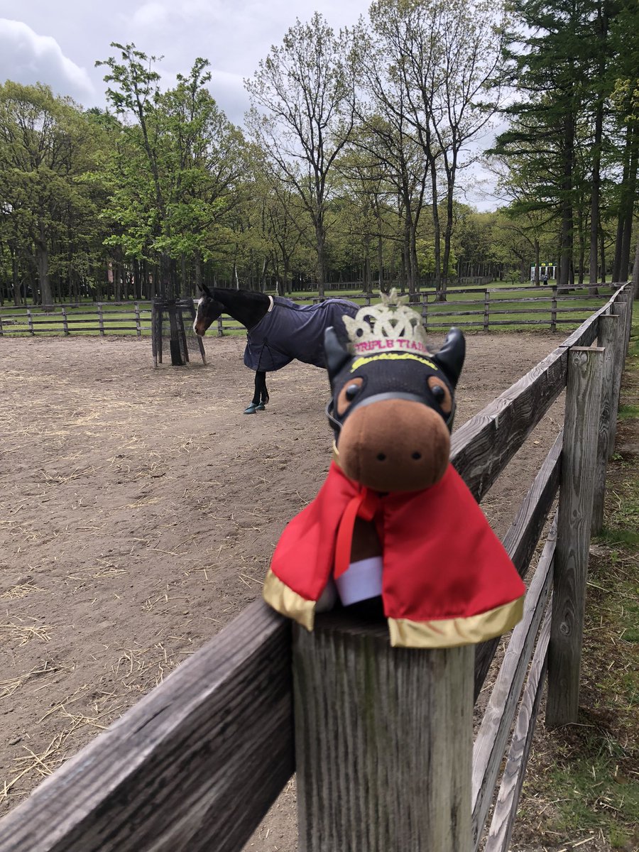 pandora🐴 tweet media