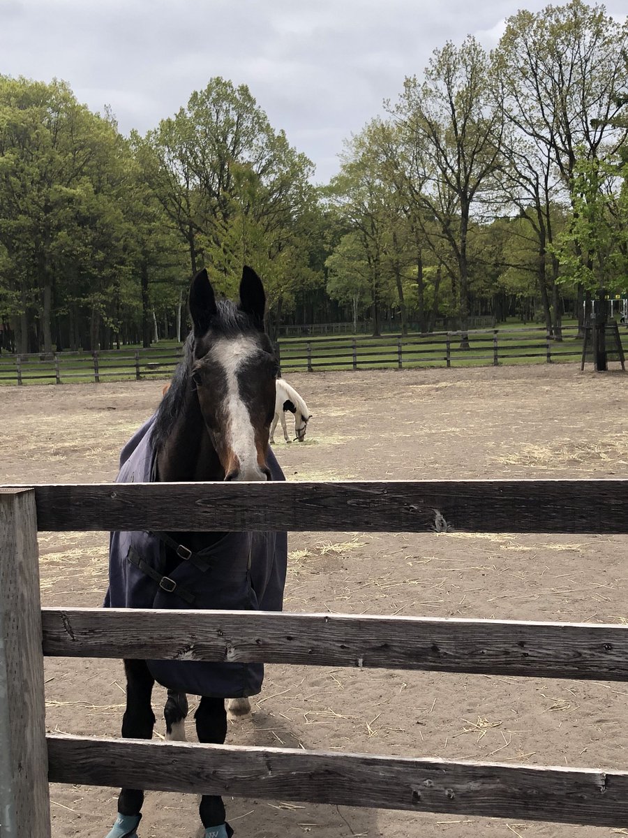 pandora🐴 tweet media