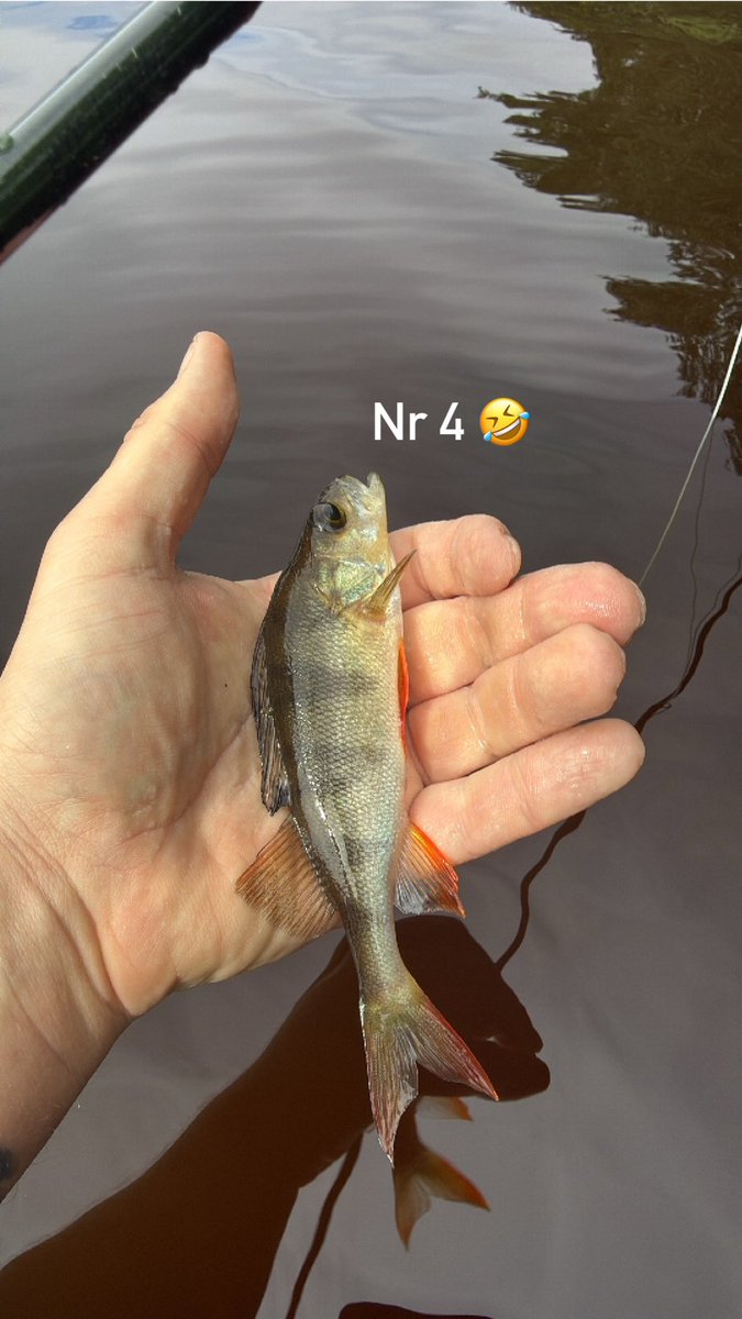 M3MariusM5's tweet photo. Hundo #70 🐒 i am happy i went outside fishing today 🐟🤣 two hobbies combined ☀️🥳 5 perch, no hundo fish i guess 🤣 #pokemongo #pokemonㅤㅤㅤ #fishing #perchfishing #flyfishing https://t.co/89Y7np8foB