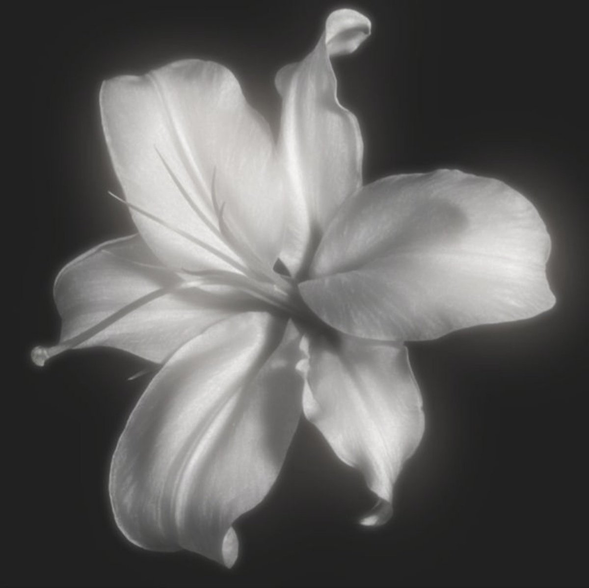 ℒ𝗂𝗅𝖺. tweet media