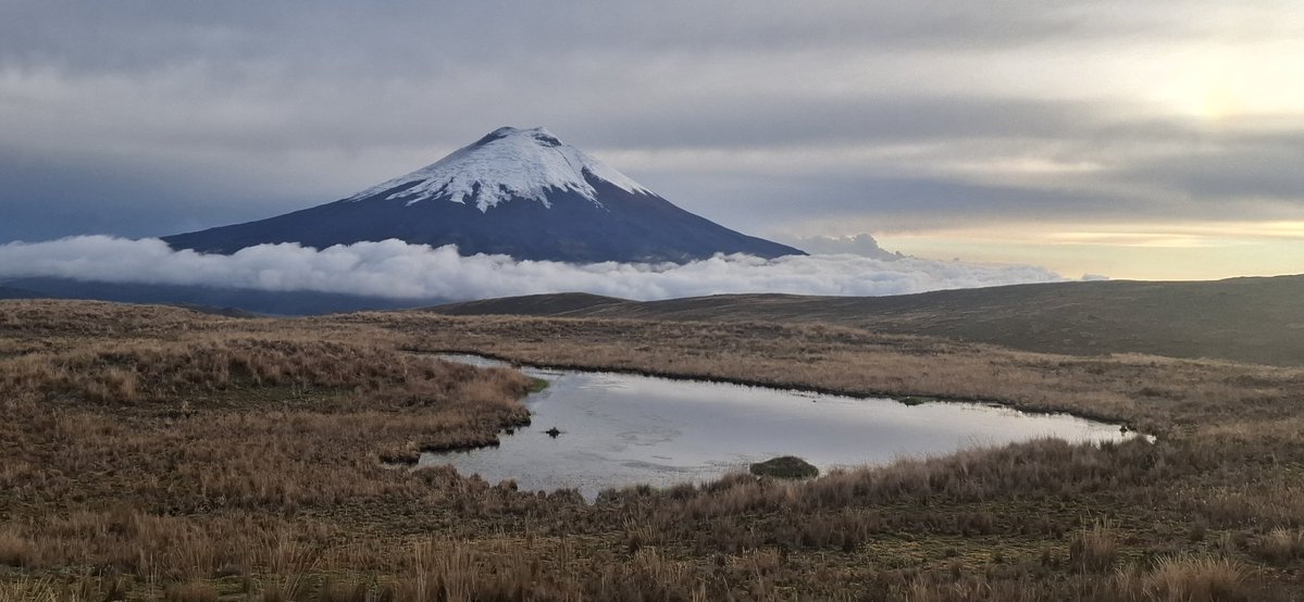 Luis Diaz tweet media