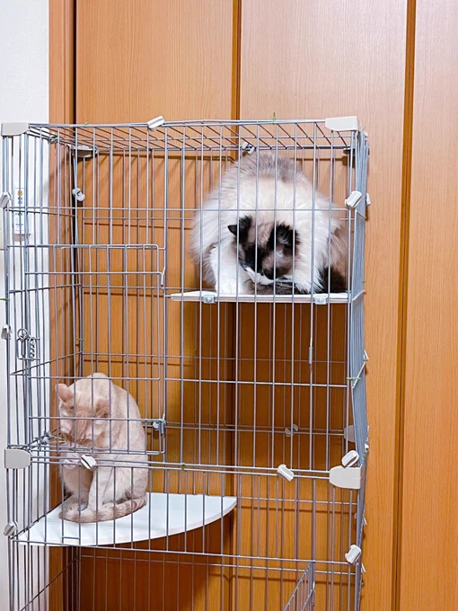 たまに開けてあげると入って寛いでるので、仕舞うのも面倒だし出しっぱなしのケージ…邪魔ではある