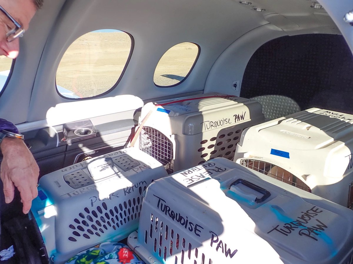 PilotsNPaws's tweet photo. Captain David Weeks Is Using His #Cirrus
#VisionJet to Help Save The Lives of Abandoned Animals Through #PilotsNPaws #FreedomFllights. The more #pilots who join our cause, the more lives #PNP can save through our rescue flights! #reasontofly #animalrescue https://t.co/3CXmXyr7mL