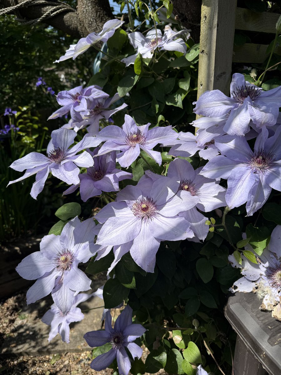 TylaGlasBees's tweet photo. The recent rain and now sun have made the gardens burst into colour.
One of my favourites is this clematis — Bernadine — climbing up one of our old trees at the bottom of the front garden. It’s putting on a brilliant show right now.

#Clematis #GardenColour #TylaGlasBees https://t.co/1xF2LGaGWJ