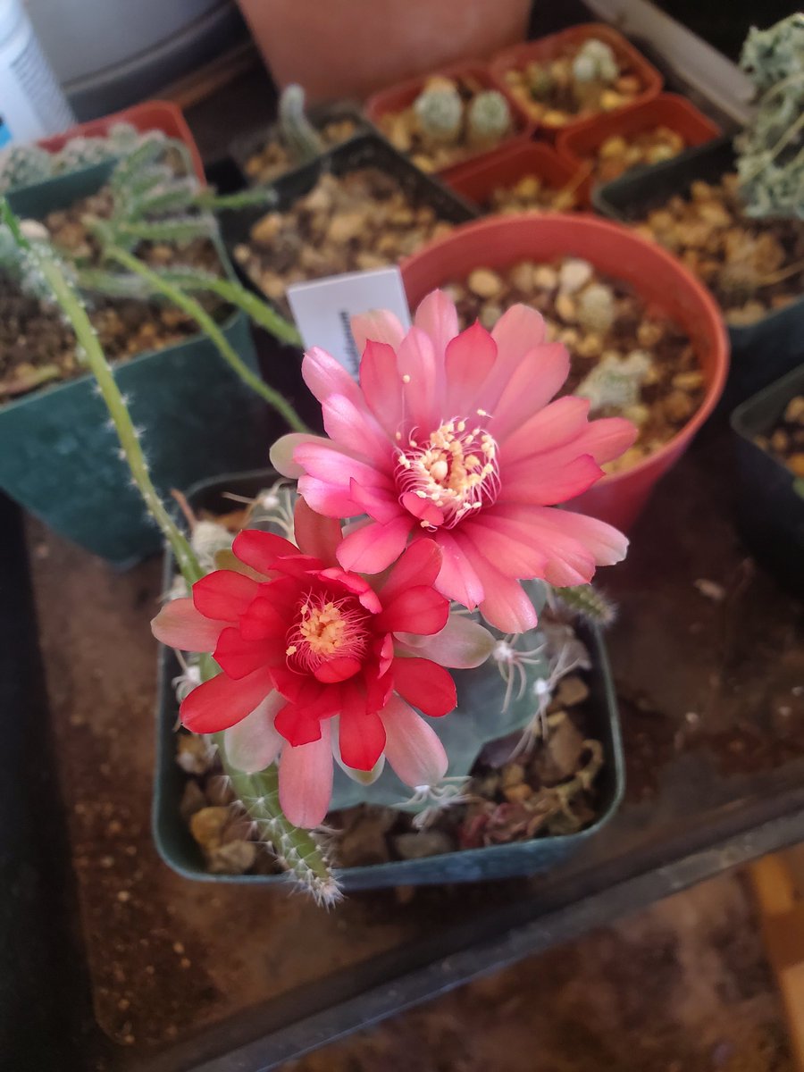 sweetbagels's tweet photo. The babies are thriving. 🌸🌵
#cactus #plants #bloomingcactus https://t.co/powcEER5Gq