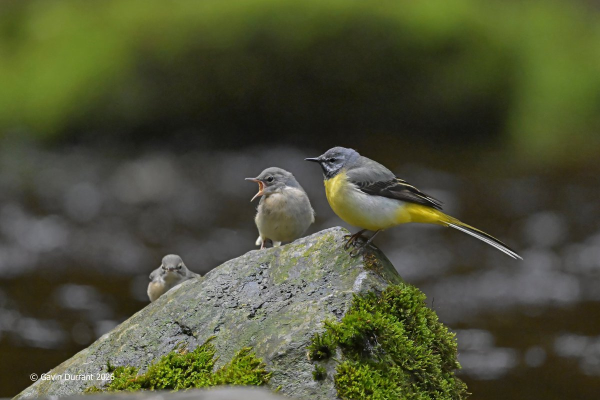 GavinDurrant1's tweet photo. Grey Wagtails from the fast running rivers in Yorkshire https://t.co/y0lxdr0emj