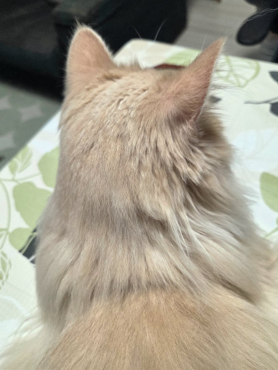 マシュ🐱🐾鼻たれノルジャン tweet media
