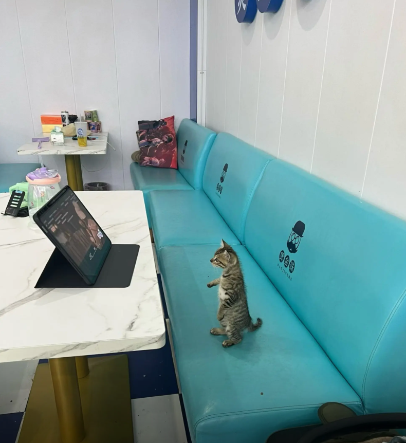 AnimalFriends tweet media