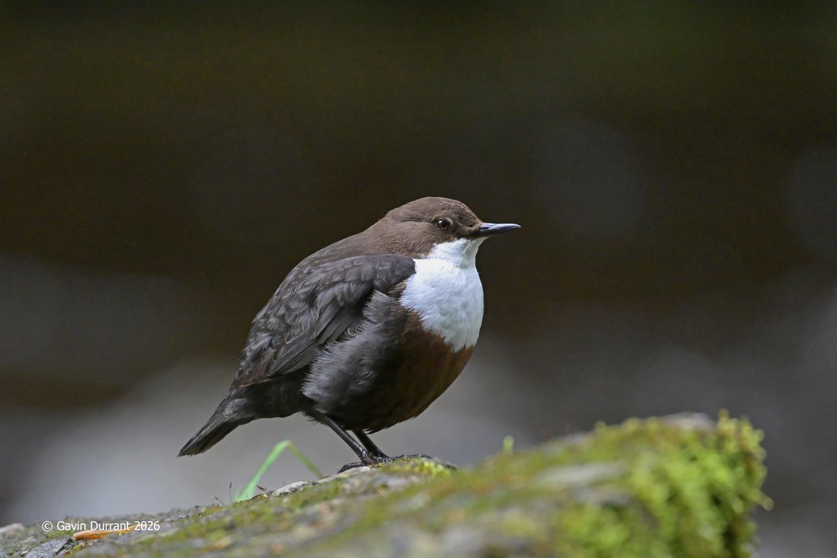 GavinDurrant1's tweet photo. Dippers from last week in Yorkshire https://t.co/kU2AP6GSES