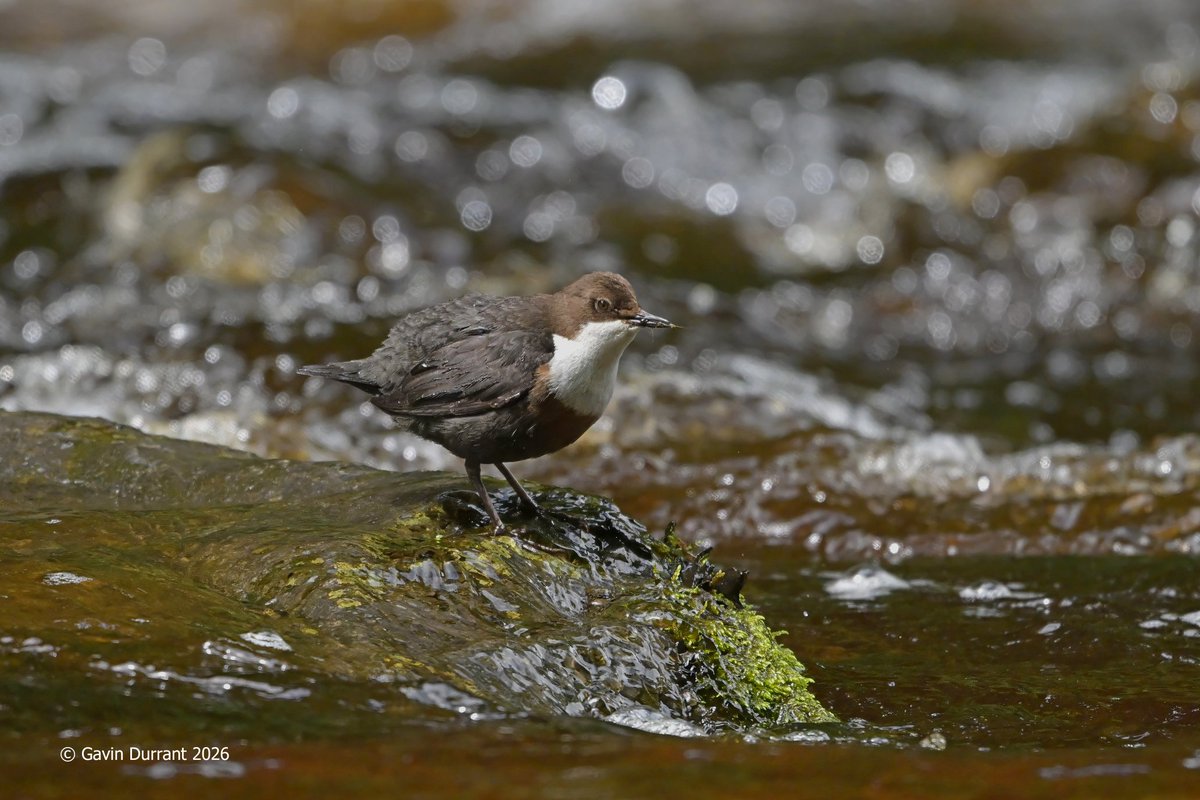 GavinDurrant1's tweet photo. Dippers from last week in Yorkshire https://t.co/kU2AP6GSES