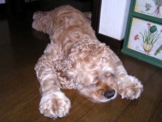 natsukamotoya's tweet photo. 何かと忙しかった今週もお疲れ様でございました。明日からの1週間もみんなが平穏無事で無病息災に過ごせますようにのおまじないトイトイトーイくん🍀🐶🍀
おやぷみなさい。

#トーイくんかわいい 
#アメリカンコッカースパニエル 
#アメコカかわいい党天国支部 https://t.co/edSe5MCmVl