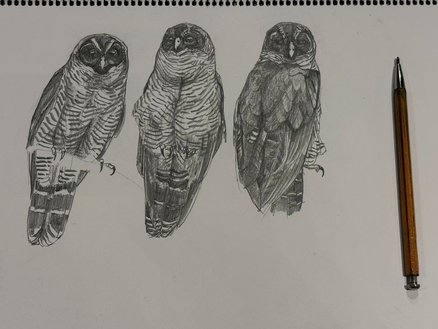 haiiromizunagi's tweet photo. いつもの所Ⅰで #シロクロヒナフクロウ #blackAndWhiteOwl #Owl #Strix #Strigidae #Strigiformes を #大人の鉛筆 で #スケッチ #ドローイング。久しぶりに鳥を描いてみたくなった。フクロウグェノンを描いた時に見つけていた種で、パナマ運河を中心に南北の範囲に棲息しているらしい。素敵な #梟 だ‥ https://t.co/Tm5pPjBSSS