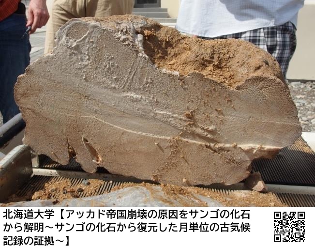 アッカド帝国崩壊の原因をサンゴの化石から解明。2019年10月、北海道