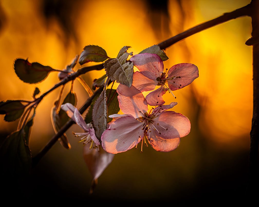 ChristChurch_FT's tweet photo. DYK: Dogwood blossoms are symbolic of Jesus Christ.

Four petals represent the cross, red on the edges, his blood, and the stamen in the middle, a crown of thorns https://t.co/4Sq4f1NdSX