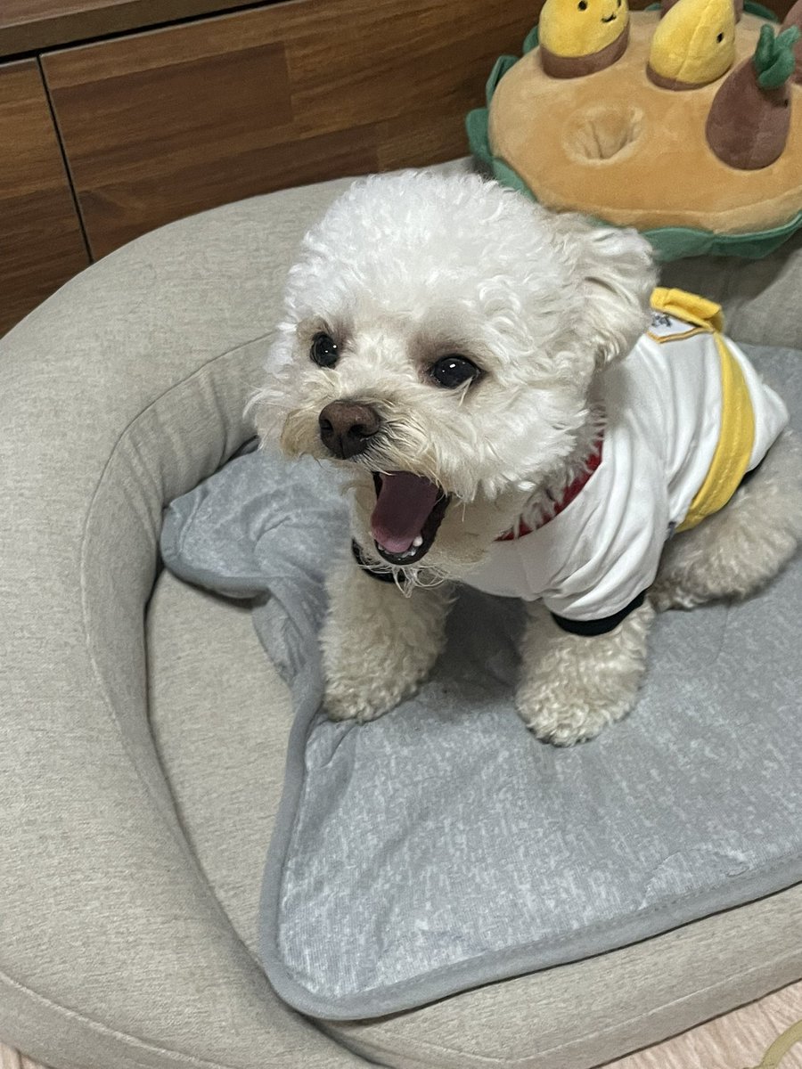 최밥풀 tweet media