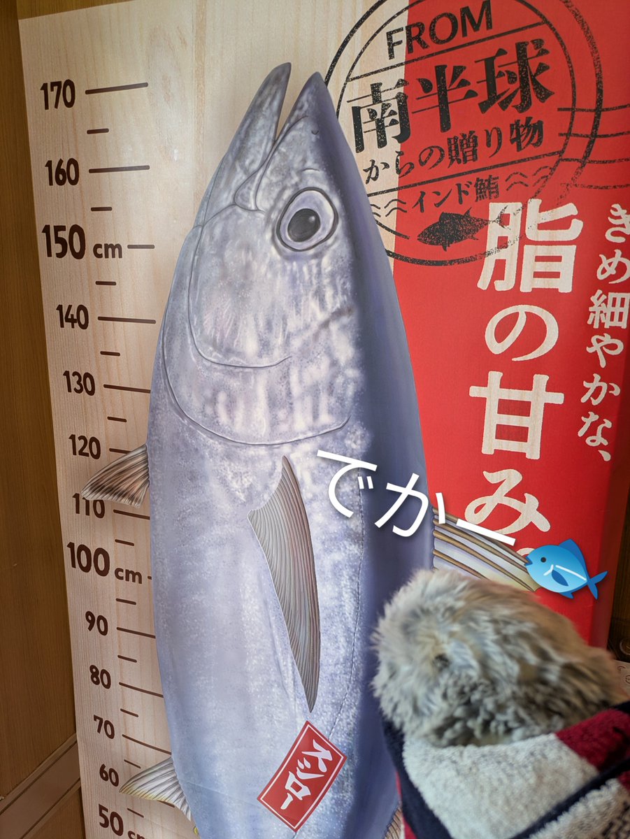 ぽんメイ tweet media