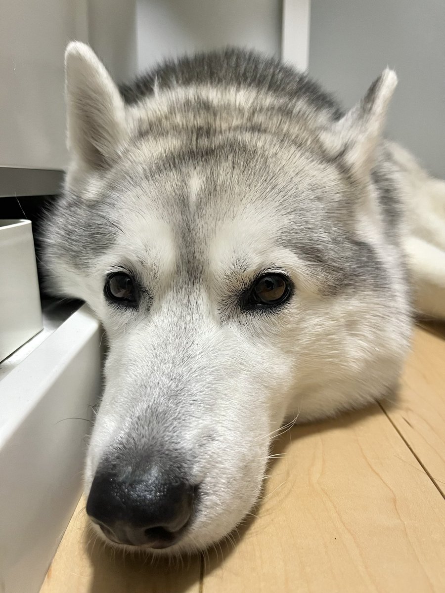 ciel_Husky's tweet photo. お散歩中だいすきなお兄さんお姉さんに会えて大興奮のシエルでした
いつもありがとうございます🥰 https://t.co/niACV99mLm