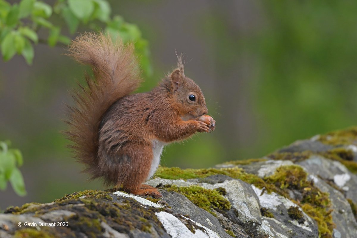 GavinDurrant1's tweet photo. The charismatic Red Squirrels of Yorkshire https://t.co/MvfvwiZqTf