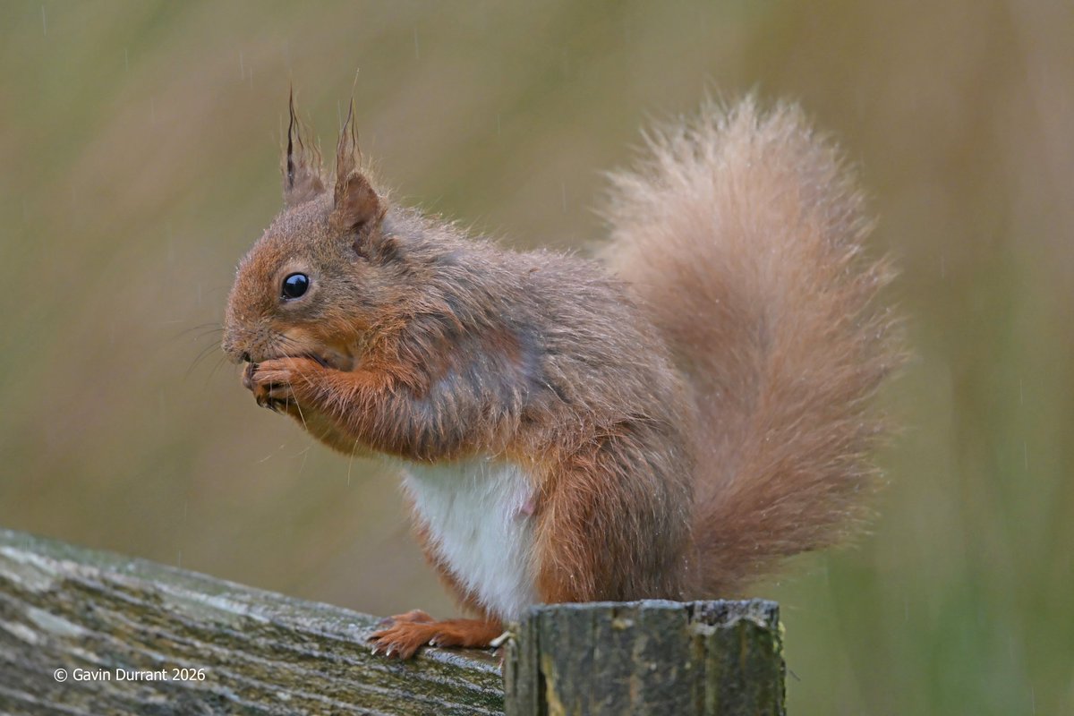 GavinDurrant1's tweet photo. The charismatic Red Squirrels of Yorkshire https://t.co/MvfvwiZqTf