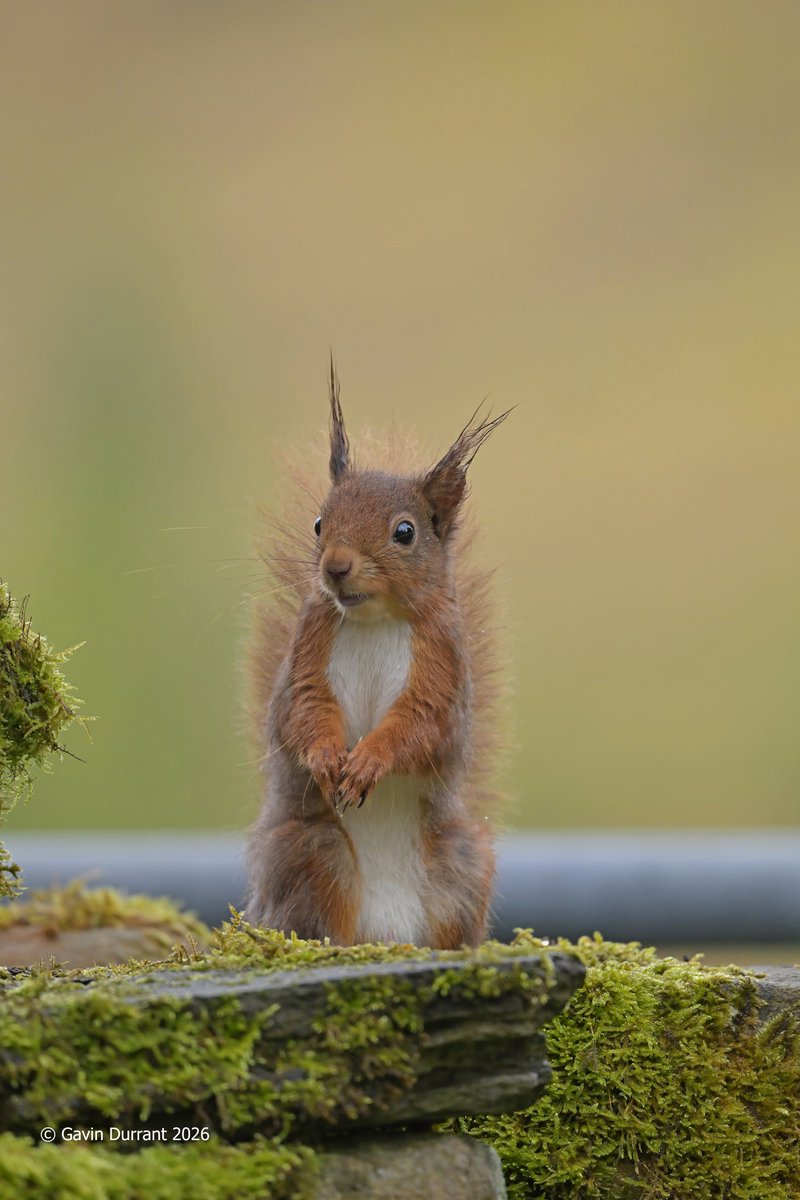 GavinDurrant1's tweet photo. The charismatic Red Squirrels of Yorkshire https://t.co/MvfvwiZqTf