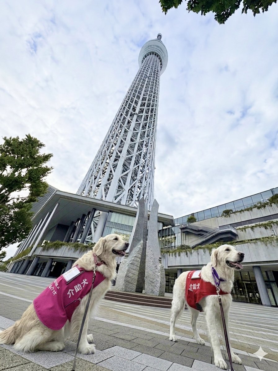 兵庫介助犬協会・千葉介助犬協会・大阪介助犬協会の日常🐶♿︎ tweet media