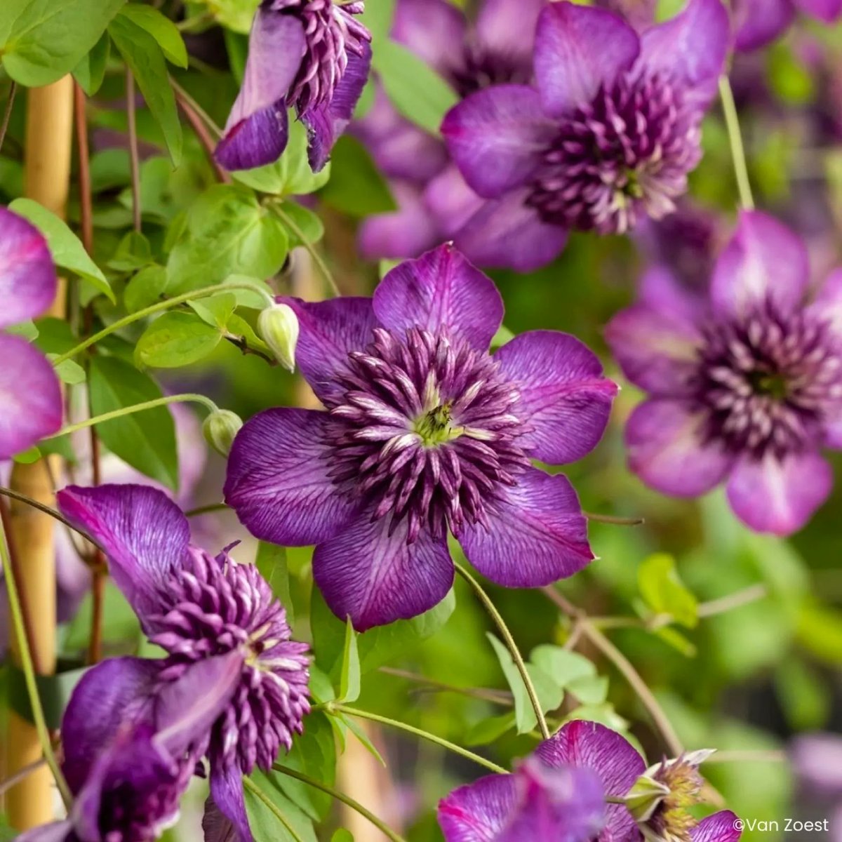 alaintora's tweet photo. La clématite viticella 
(Clematis viticella)

Elles éclosent de juin à septembre sur les pousses de l’année, ce qui simplifie son entretien : une taille courte en fin d’hiver lui suffit.
https://t.co/BDfj4vwaon https://t.co/tZl3s86dIM