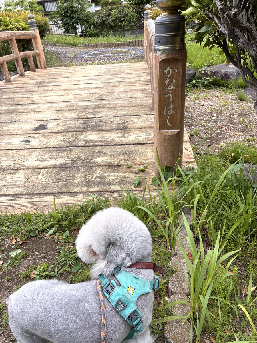 ancoroboo's tweet photo. ねがい橋
かなう橋

公園にある２つの橋。いいなまえ。 https://t.co/SJm2MjqhjA