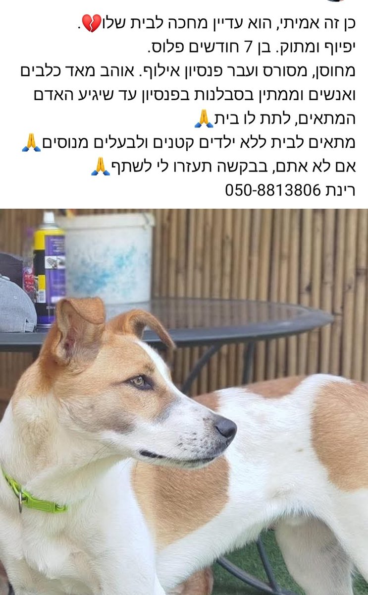 nanaintea's tweet photo. מפייסבוק לכאן ... 
חבר לצוות אמר לי תעשי את הקסם שלך בטוויט (אל תגלו לו מה היוזר) 
רצוי ללא ילדים קטנים ובית קרקע 
ואשמח אם תעבירו הלאה 🥹 https://t.co/AIGcdYo6It