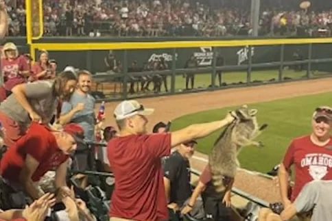 racaldwe's tweet photo. Arkansas Baseball is like some redneck Snow White. It’s really quite beautiful. https://t.co/Cq7aS2kIwx