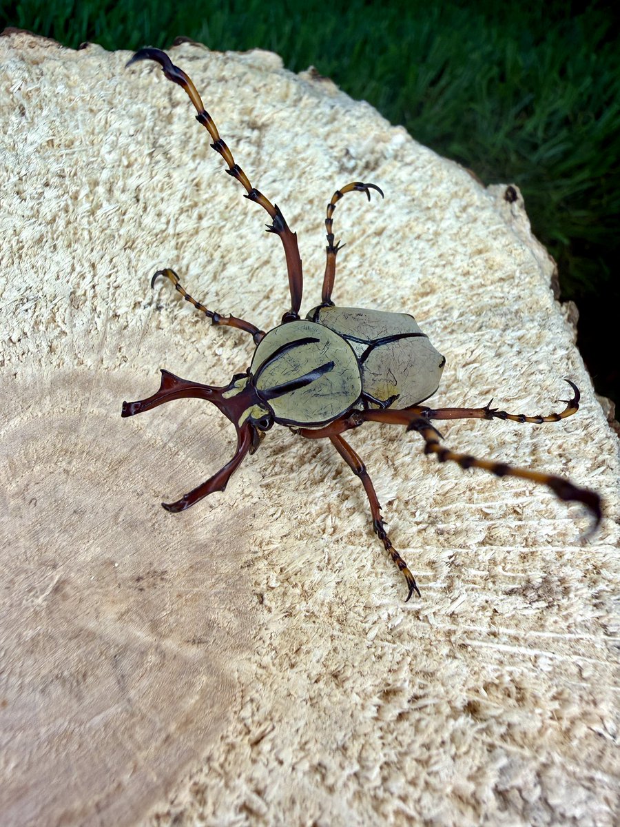 ベトナム便🇻🇳 ワリックツノカナブン Digonophorus wallichii