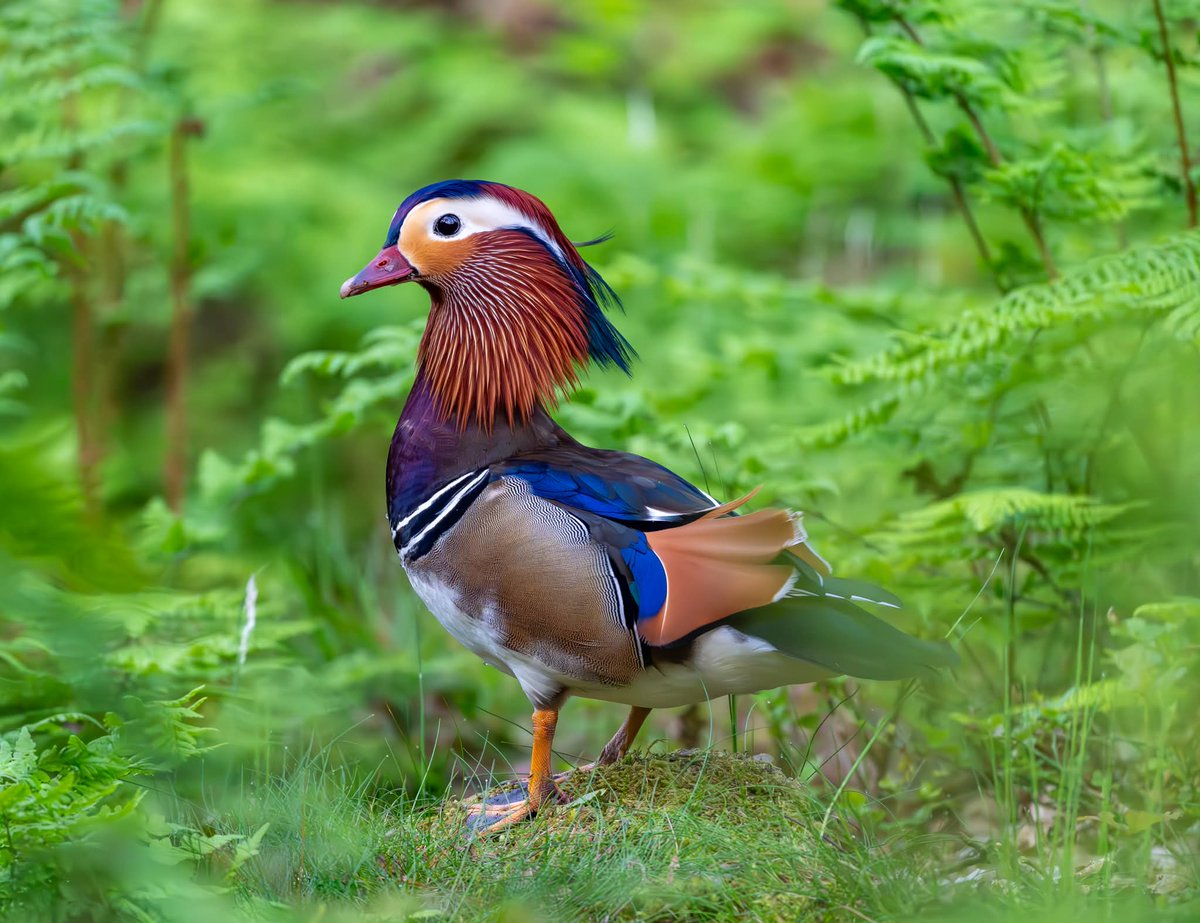 ShaunORourke7's tweet photo. A few more shots from yesterday's walk around the Peak District @Derbyshirebirds @UKNikon @peakdistrict #birds #bird #birdwatching #birdsphotography #wildlife #yourshotphotographer #yourbestbirds #wildlifephotography #birdphotography #birdsonearth #wildlife https://t.co/k1iXyCwCtB