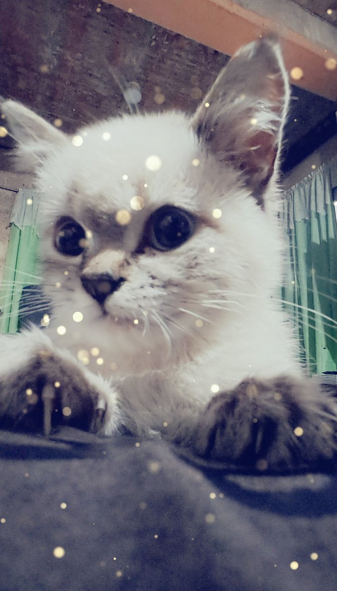 erwinjohn12's tweet photo. #Merlin the cat https://t.co/5t2CovYKB0
