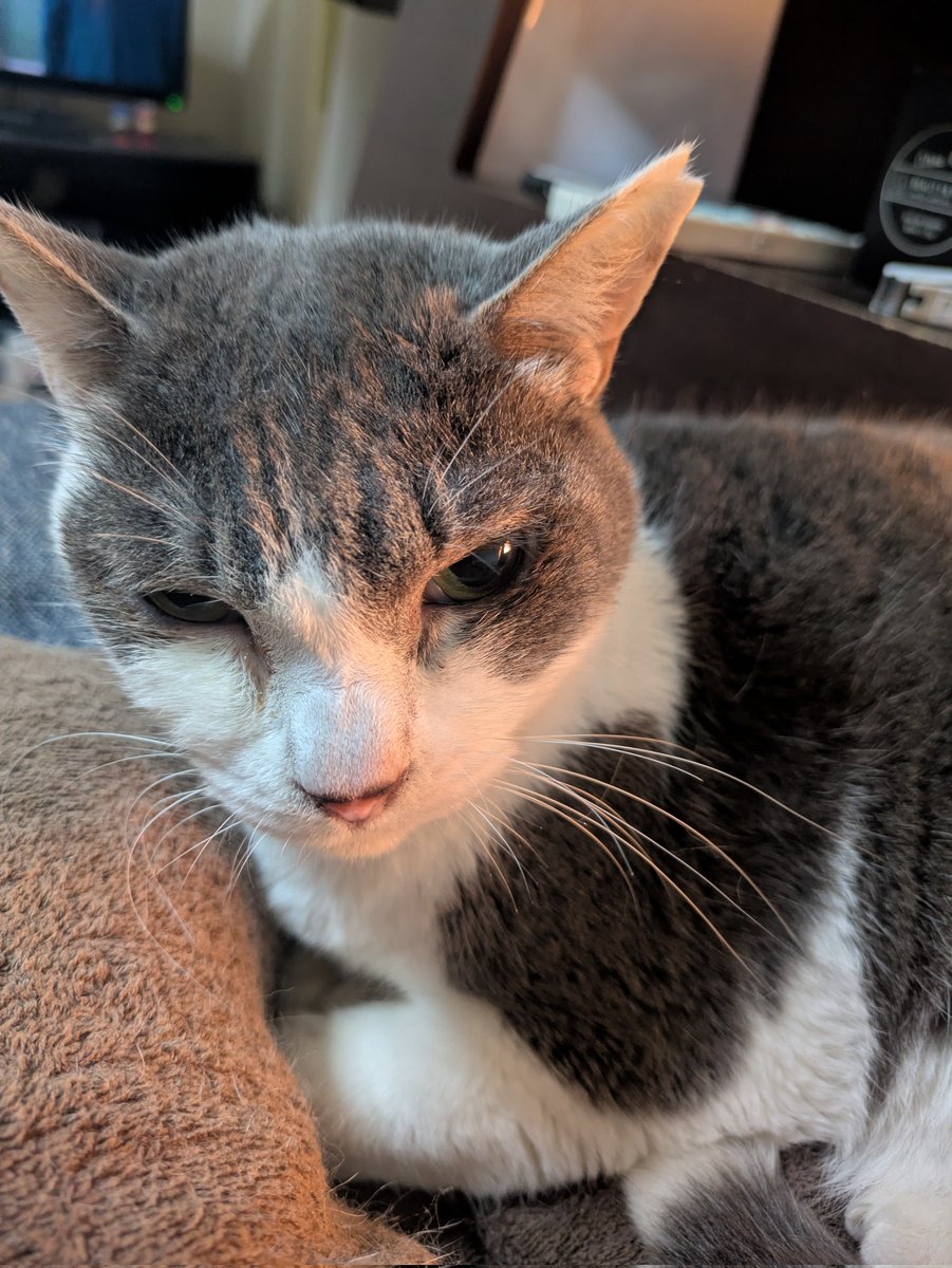 sunsetpig218's tweet photo. #猫のいる暮らし https://t.co/vgNHvhvTlA