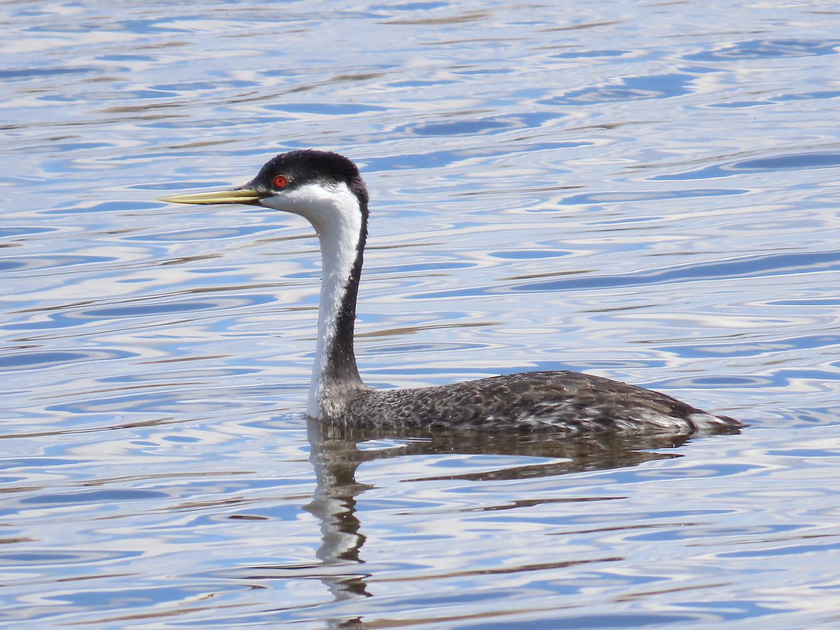 arrivedeh's tweet photo. Finally tracked down a Clark’s grebe for the first time. Very similar to the far more common western grebes (right). Saw both on Wascana Lake, Saskatchewan yesterday.
#BirdsSeenIn2026 #birdphotography #lifer #grebes #birdwatching #birding #Wascana #UrbanNature https://t.co/OnMWisXHOq