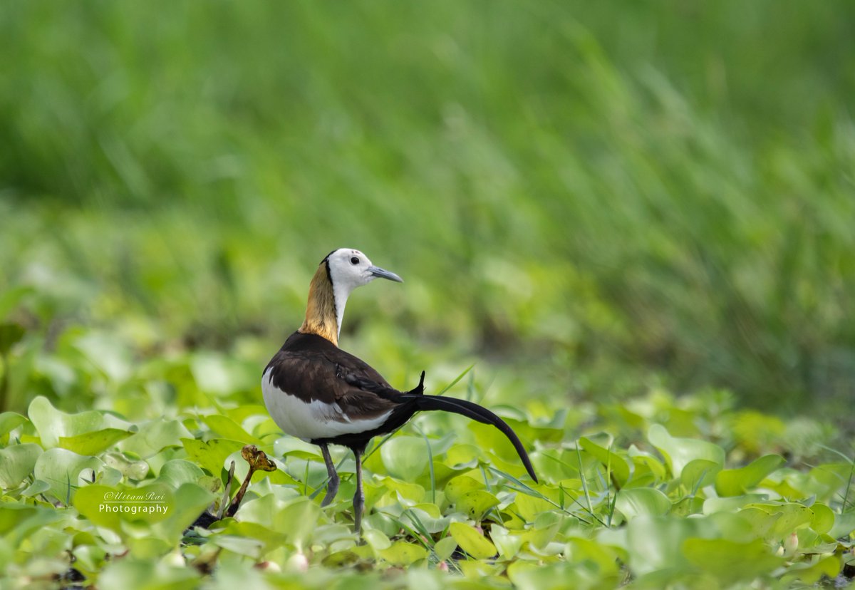 chamlingamrit's tweet photo. जल अफ्सरा (Pheasant tailed jacana) @koshiTappu https://t.co/RPYrWTkbLS