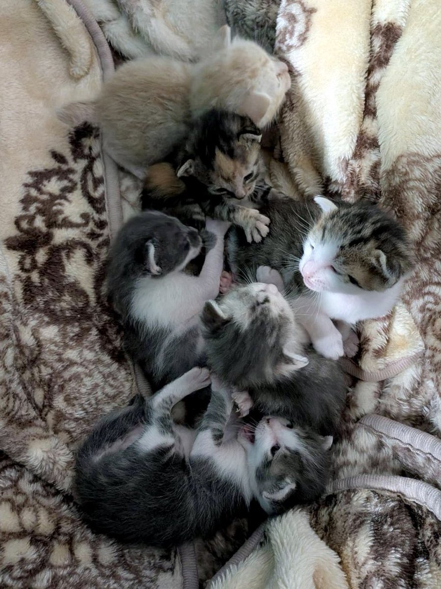 子猫が6匹も生まれたそうです 毛布の色とどうかしてらぁ