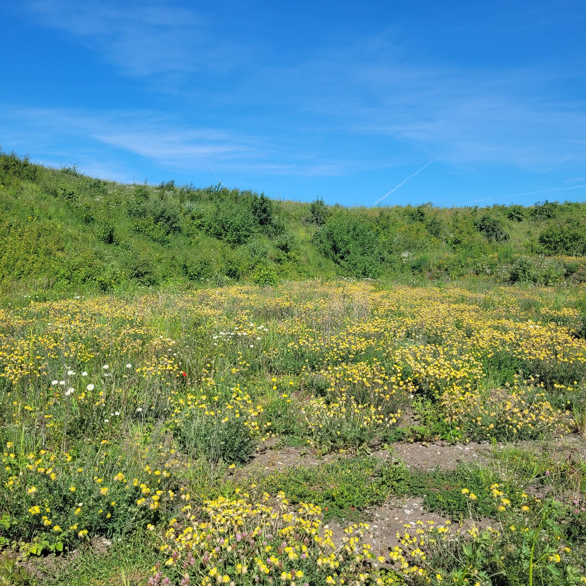 CornerForNature's tweet photo. What's really upsetting about this amazing site, Temple Way /Rattlechain Pool, it that it's not protected and will certainly be built on in the next few years. Apart from the rare Small Blue butterfly, there are lots of other rare species here. And it's seething with bees https://t.co/kXRA58zqG2