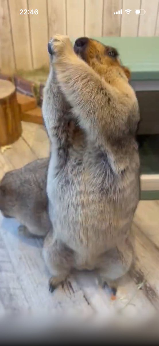 marmotteus's tweet photo. @mmt_2026 ここのポコポコお腹が可愛すぎる😍😍😍😍 https://t.co/fzoCSccL5c